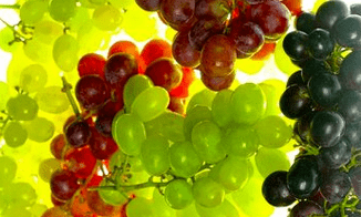 nutriční korekce pro křečové žíly